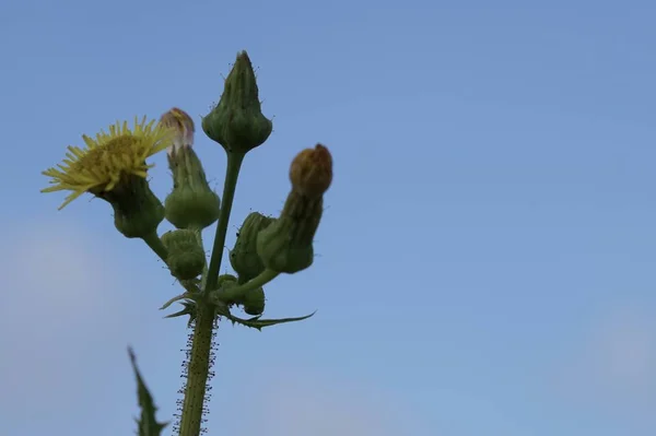 Gros Plan Fleurs Couleur Poussant Plein Air — Photo