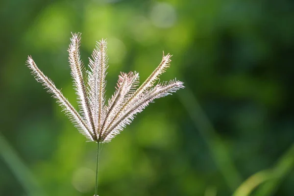 Fechar Plantas Selvagens Que Crescem Livre Durante Dia — Fotografia de Stock