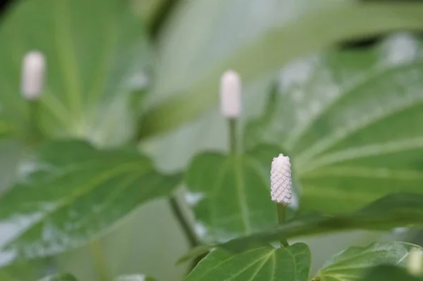 가까이의 — 스톡 사진