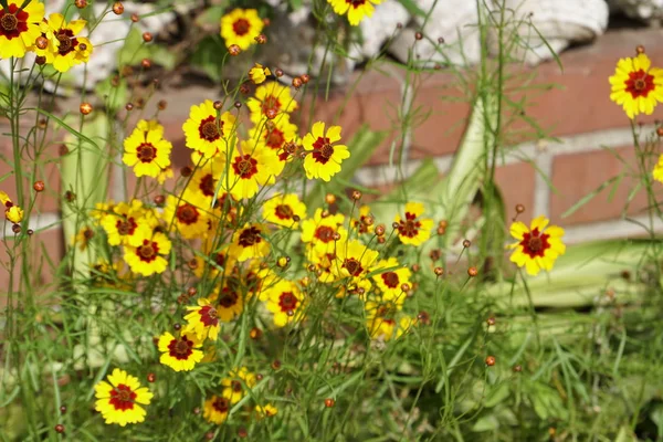 Primo Piano Fiori Colore Che Crescono All Aperto — Foto Stock