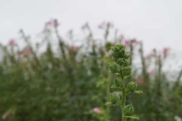 昼間に屋外で育つ野生植物のクローズアップ — ストック写真