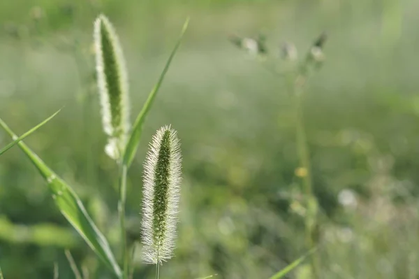 Herbe Verte Poussant Été Prairie Floue Journée Ensoleillée — Photo