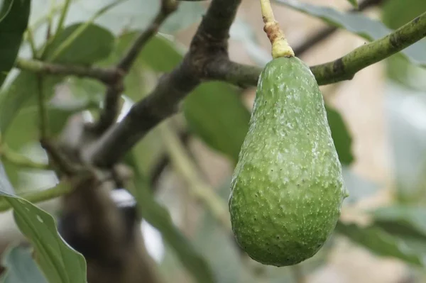 Frutas Exóticas Que Crescem Árvore Durante Dia — Fotografia de Stock