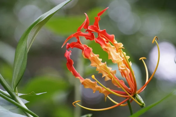 Närbild Färg Blomma Växande Utomhus — Stockfoto