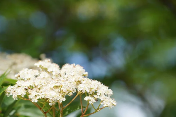 Close Flores Cor Crescendo Livre — Fotografia de Stock