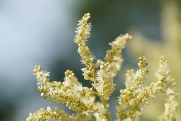 Nahaufnahme Von Farbigen Blumen Die Freien Wachsen — Stockfoto