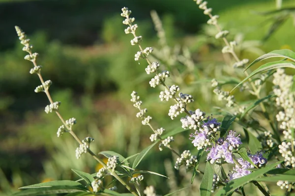 Nahaufnahme Von Farbigen Blumen Die Freien Wachsen — Stockfoto