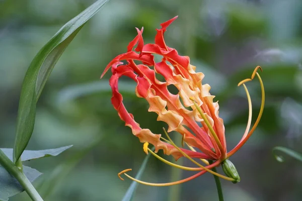 Gros Plan Fleur Couleur Poussant Plein Air — Photo