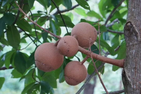 枝の上で新鮮なエキゾチックな果物の終わりのショット — ストック写真