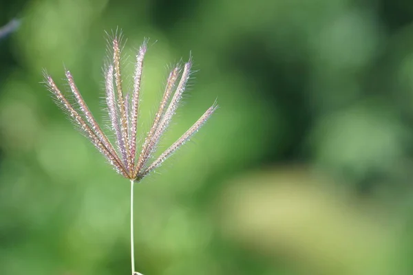 Primer Plano Las Plantas Verdes Aire Libre Durante Día — Foto de Stock