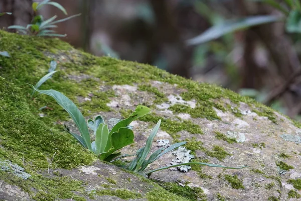 Primer Plano Las Plantas Verdes Aire Libre Durante Día — Foto de Stock