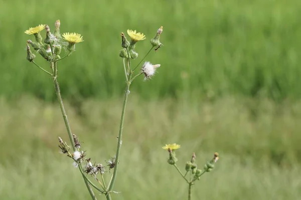 Nahaufnahme Von Farbigen Blumen Die Freien Wachsen — Stockfoto