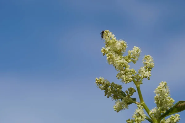 Close Van Kleur Bloemen Groeiende Outdoor — Stockfoto