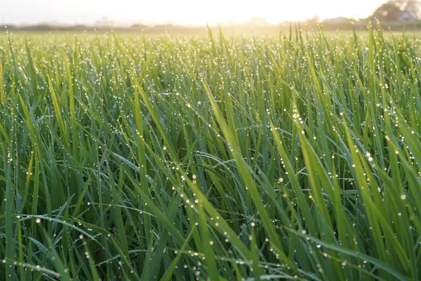 Primer Plano Las Plantas Verdes Aire Libre Durante Día — Foto de Stock