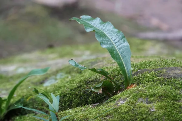 Gündüz Açık Havada Yeşil Bitkilerin Yakın — Stok fotoğraf