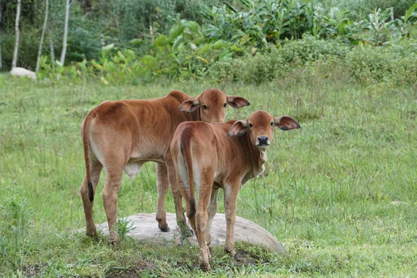 夏の牧草地で放牧する牛の群れ — ストック写真