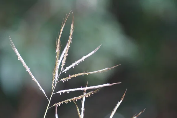 Grama Verde Crescendo Verão Prado Desfocado Dia Ensolarado — Fotografia de Stock