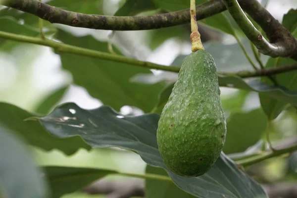 Ramo Abacate Com Frutas Folhas Verdes — Fotografia de Stock