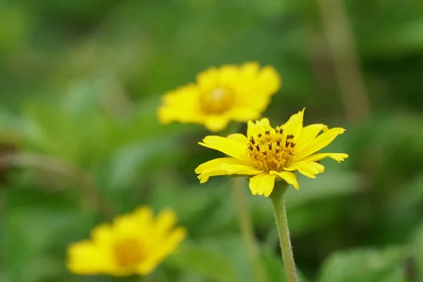 Primer Plano Flores Color Creciendo Aire Libre — Foto de Stock