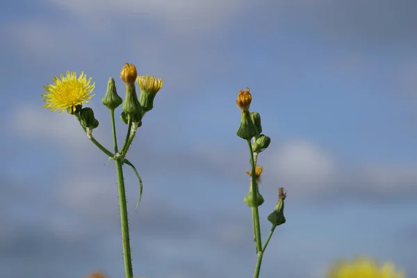 Divoké Žluté Kvítí Květy Rostou Letní Louce Slunečného Dne — Stock fotografie