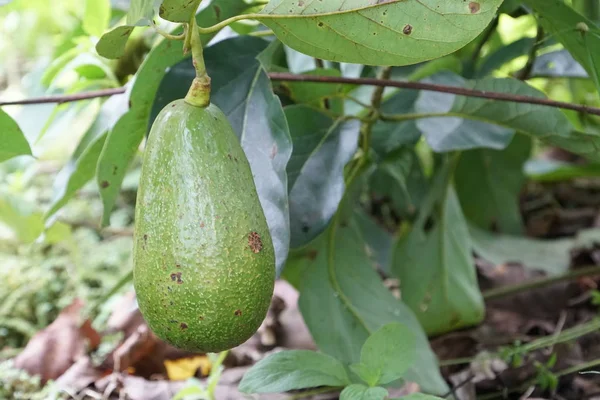 Avocadozweig Mit Früchten Und Grünen Blättern — Stockfoto