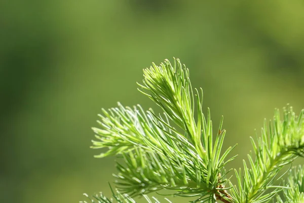 Eşleri Ile Yeşil Bitkilerin Yakın Açık Havada — Stok fotoğraf