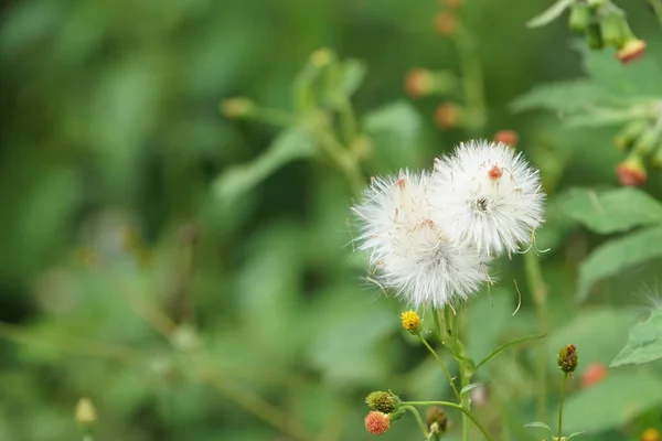 Nahaufnahme Farbiger Blumen Die Tagsüber Freien Wachsen — Stockfoto