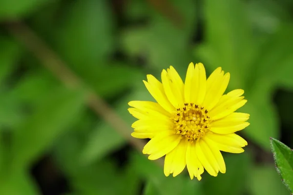 Närbild Färg Blommor Växer Utomhus — Stockfoto