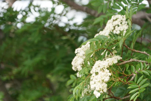 Close Color Flowers Growing Outdoor — Stock Photo, Image