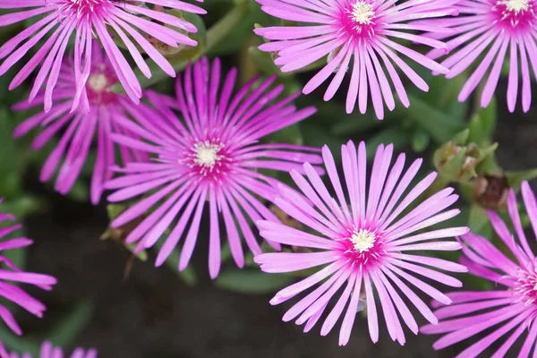 Primo Piano Fiori Colore Che Crescono All Aperto — Foto Stock