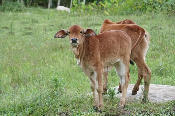 晴れた日に緑の牧草地で放牧する茶色の子牛 — ストック写真