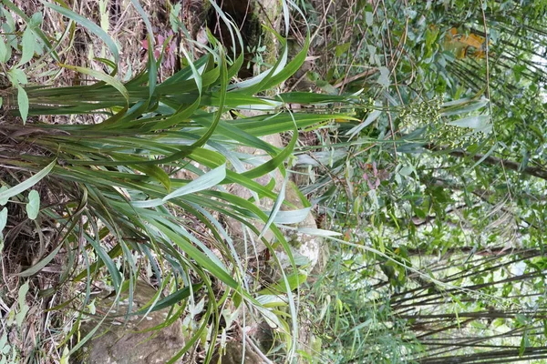 昼間の屋外の緑の植物のクローズアップ — ストック写真