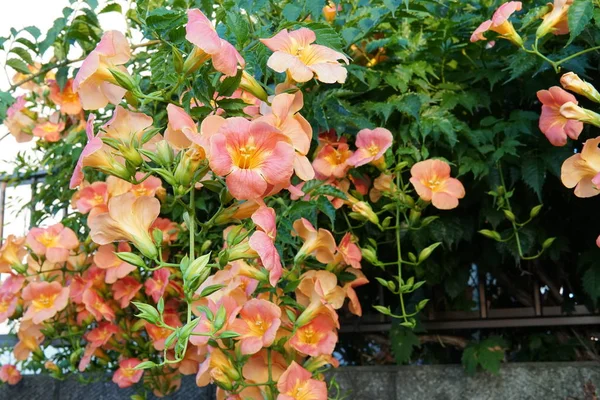 Primer Plano Flores Color Creciendo Aire Libre —  Fotos de Stock