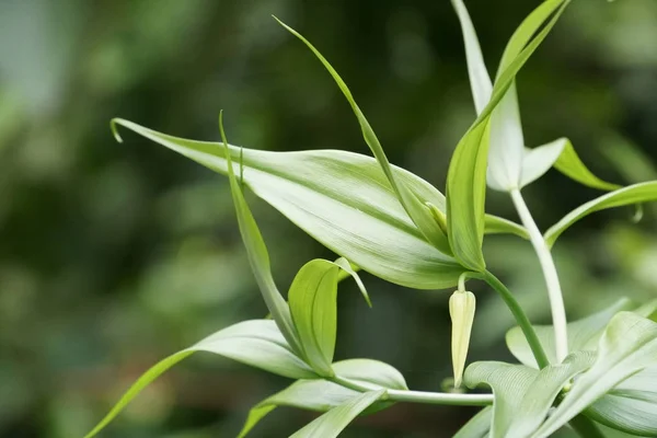 Close Plantas Verdes Livre Durante Dia — Fotografia de Stock