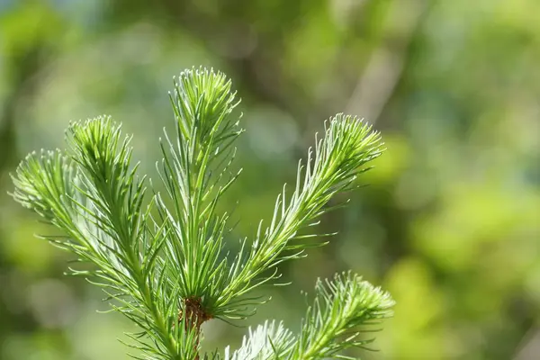 Eşleri Ile Yeşil Bitkilerin Yakın Açık Havada — Stok fotoğraf