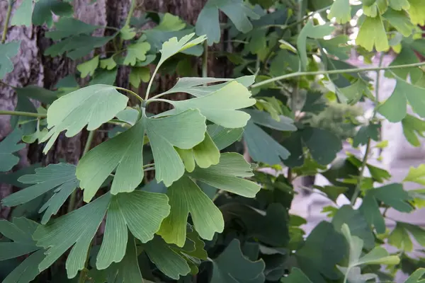 Primer Plano Las Plantas Verdes Aire Libre Durante Día — Foto de Stock