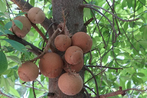 昼間に木で育つエキゾチックな果物 — ストック写真