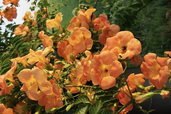 Κοντινό Χρώμα Λουλούδια Καλλιέργεια Εξωτερική — Φωτογραφία Αρχείου
