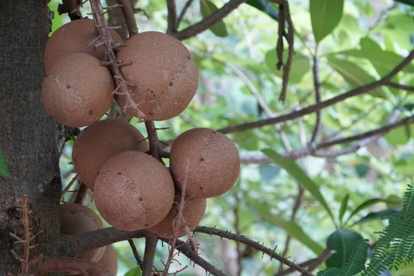 Primer Plano Fruta Fresca Exótica Madurando Rama —  Fotos de Stock