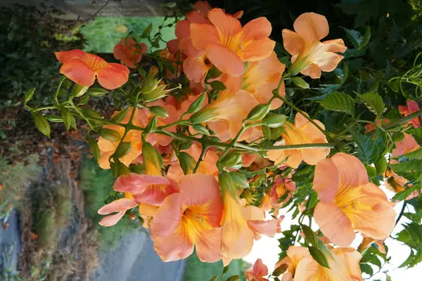 Κοντινό Χρώμα Λουλούδια Καλλιέργεια Εξωτερική — Φωτογραφία Αρχείου