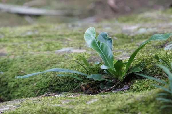 白天户外绿色植物的特写 — 图库照片