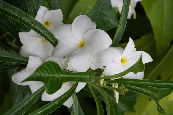 Exotique Blanc Belles Fleurs Plumeria Poussant Dans Jardin Journée Ensoleillée — Photo