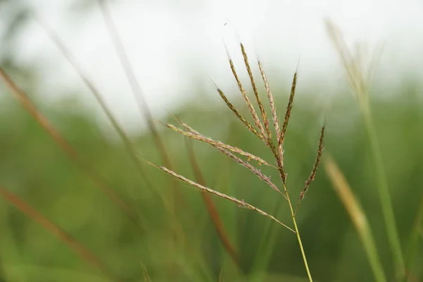 Groen Gras Groeit Zomer Wazig Weide Zonnige Dag — Stockfoto