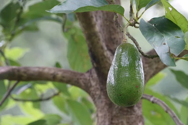 Ramo Abacate Com Frutas Folhas Verdes — Fotografia de Stock