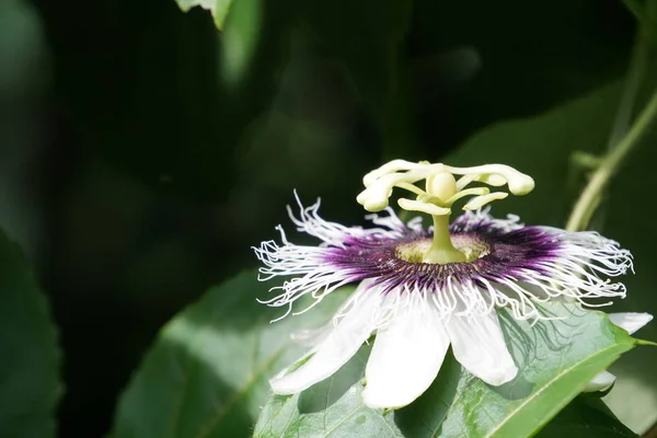 Primer Plano Flor Color Creciendo Aire Libre —  Fotos de Stock