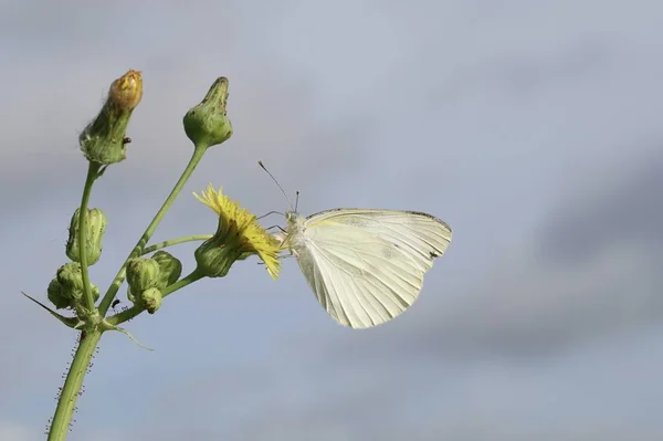 Borboleta Branca Flor Dente Leão Amarelo Selvagem Crescendo Prado Verão — Fotografia de Stock