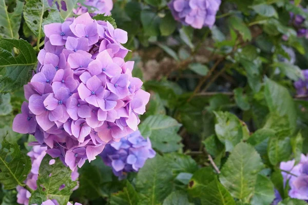 Primer Plano Flores Color Creciendo Aire Libre —  Fotos de Stock