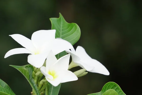 Egzotyczne Białe Piękne Kwiaty Plumeria Rośnie Ogrodzie Słoneczny Dzień — Zdjęcie stockowe