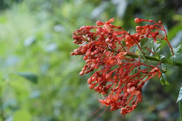 Gros Plan Fleurs Couleur Poussant Plein Air — Photo