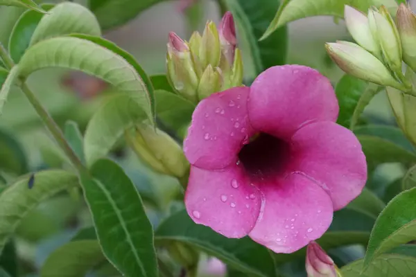 Primer Plano Flores Color Creciendo Aire Libre —  Fotos de Stock